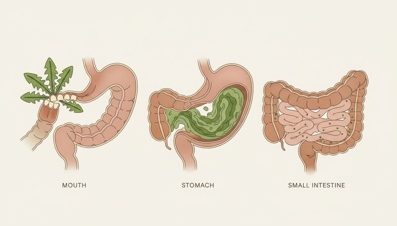 Simple educational illustration of the human digestive tract in three phases: mouth chewing, stomach churning, small intestine absorbing green dandelion leaves, with cross-section views in clean scientific diagram style.