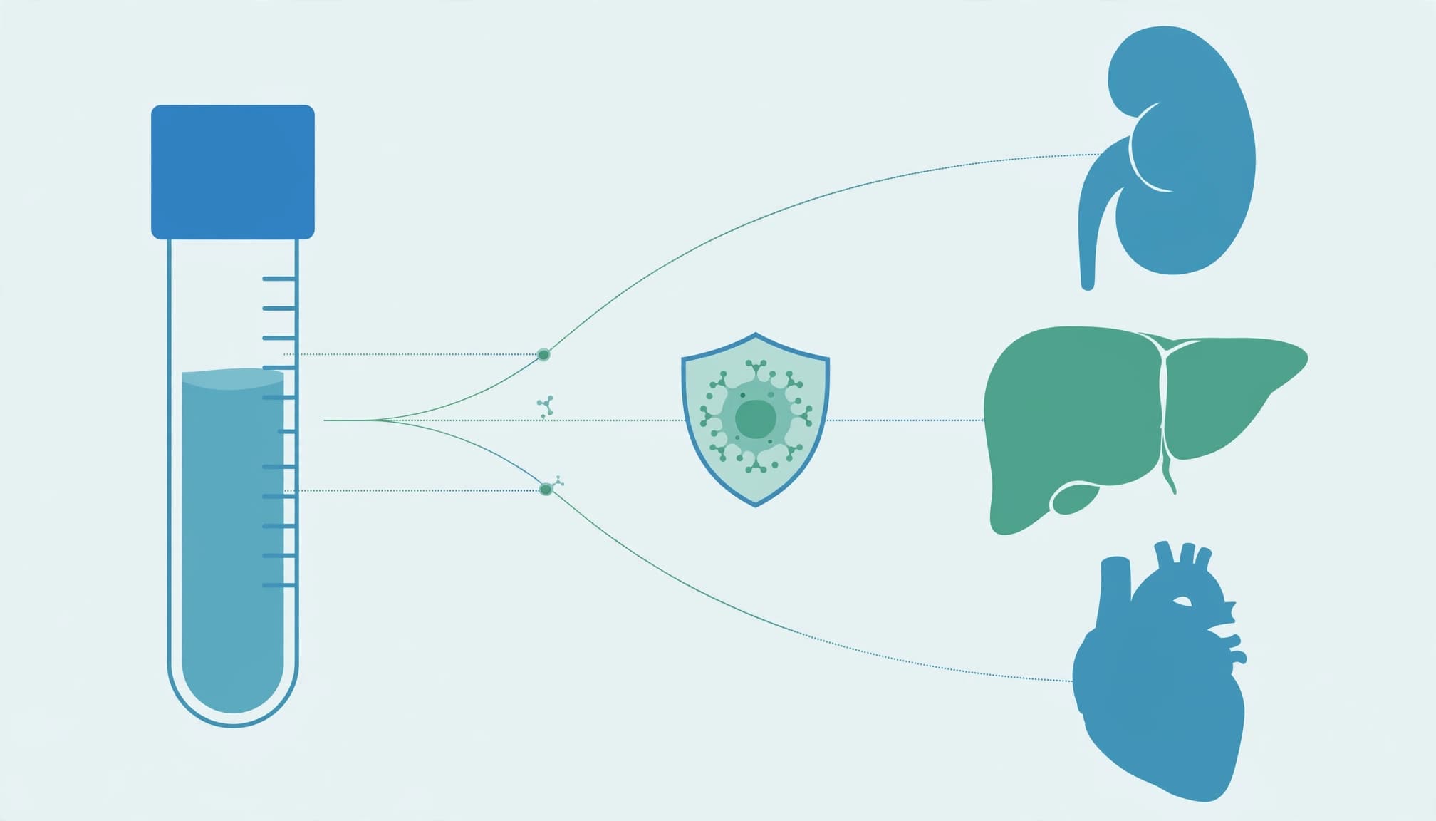 A flat vector illustration showing a blood sample vial connected by lines to a kidney, liver, heart, and shield.