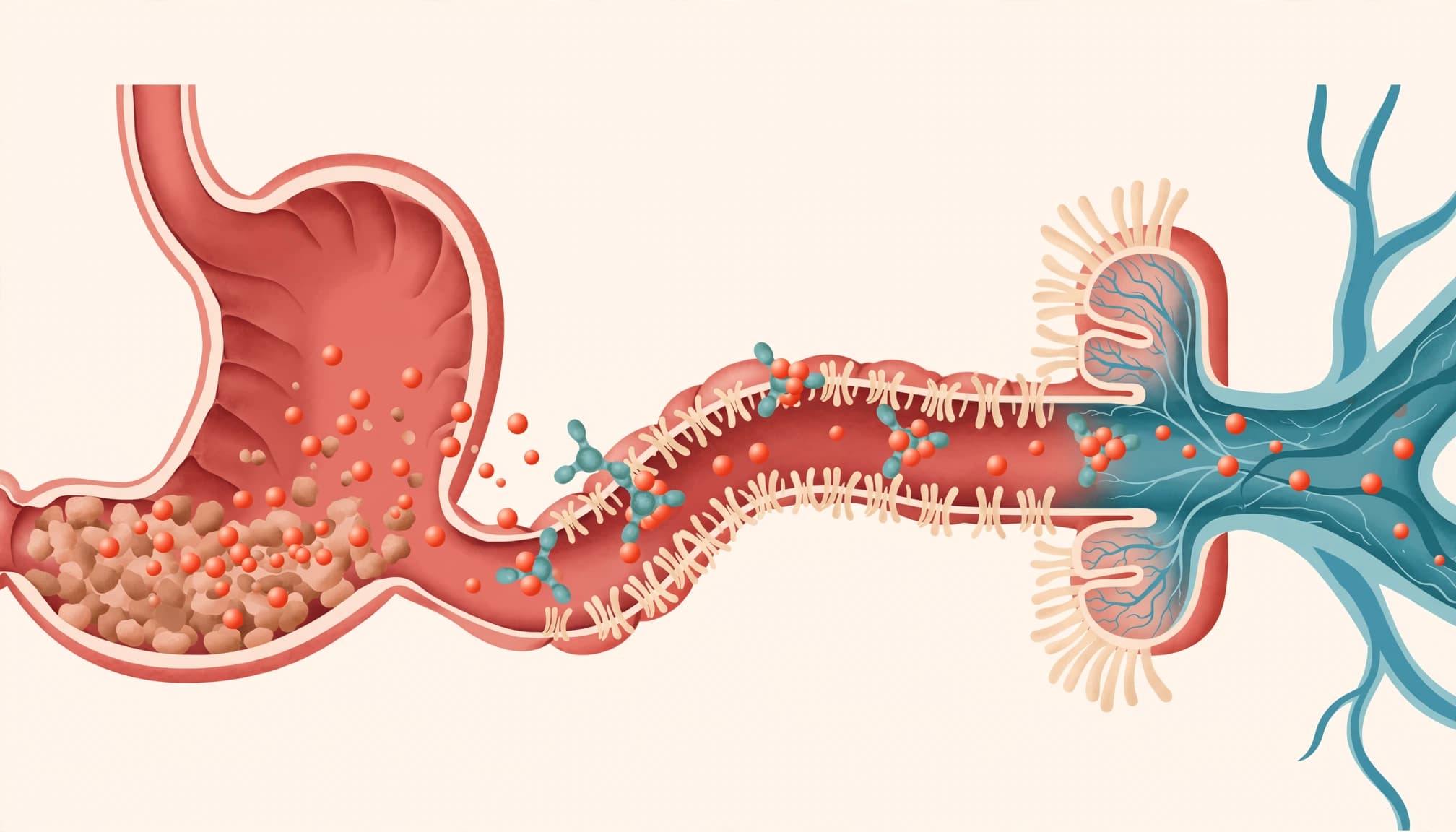 An editorial illustration of the digestive process, showing nutrients moving through the stomach and intestine into blood vessels.
