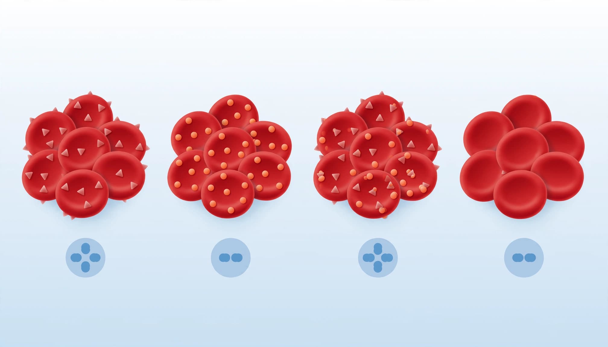 Four red blood cell clusters with different surface markers on a pale blue background.