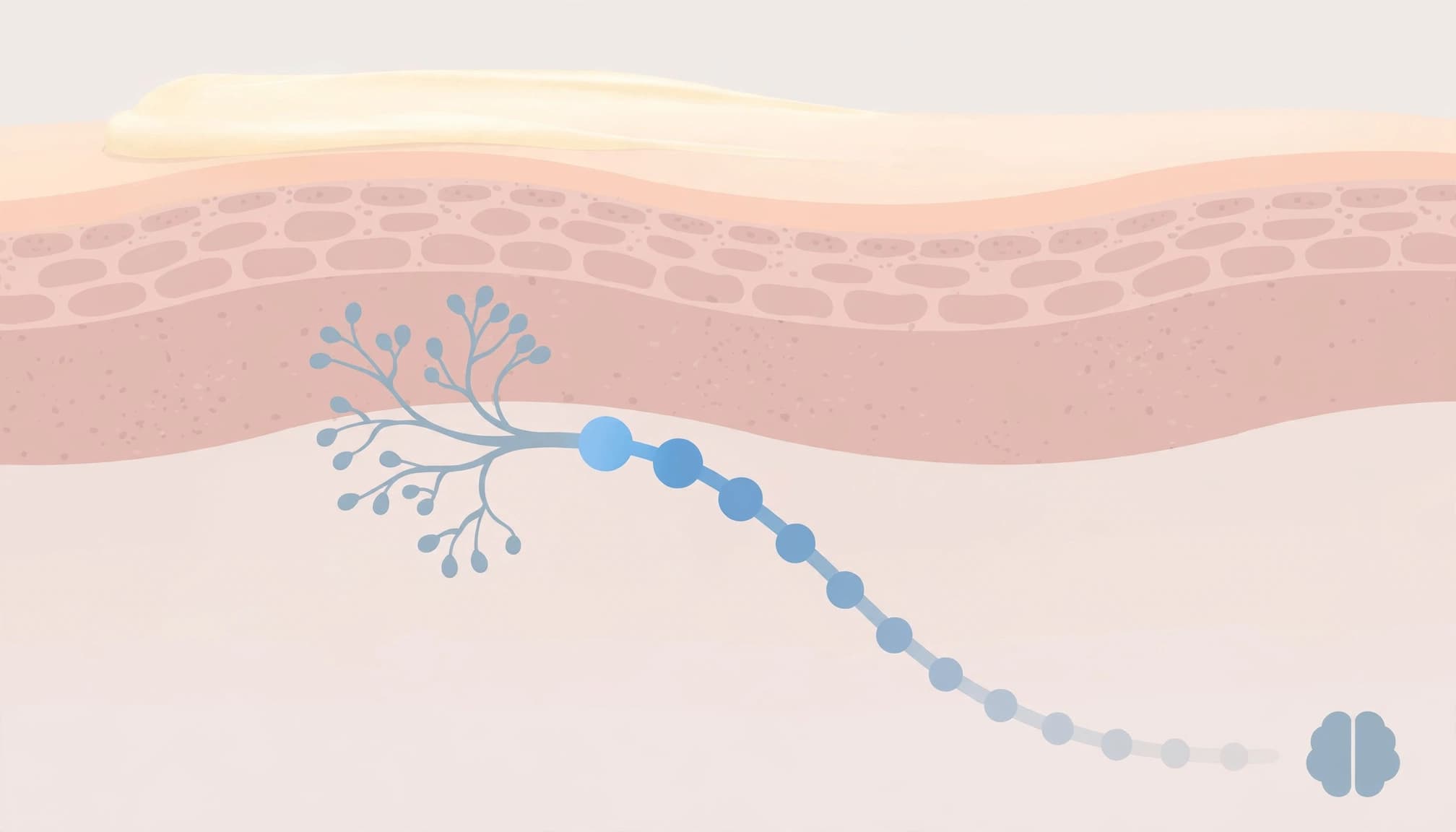 Cream sits on a skin layer as muted signals travel from a nerve toward a brain icon.