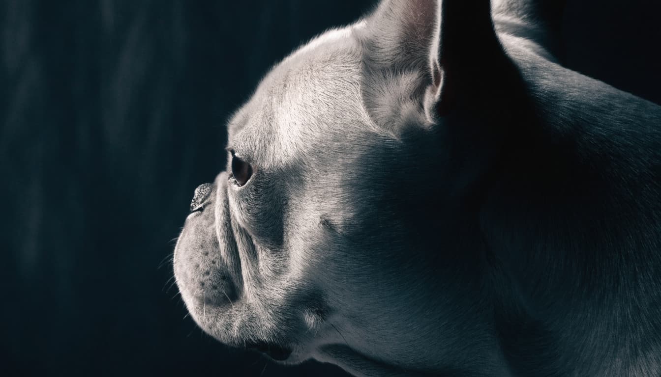 A blue-gray French Bulldog in profile against a dark studio background.
