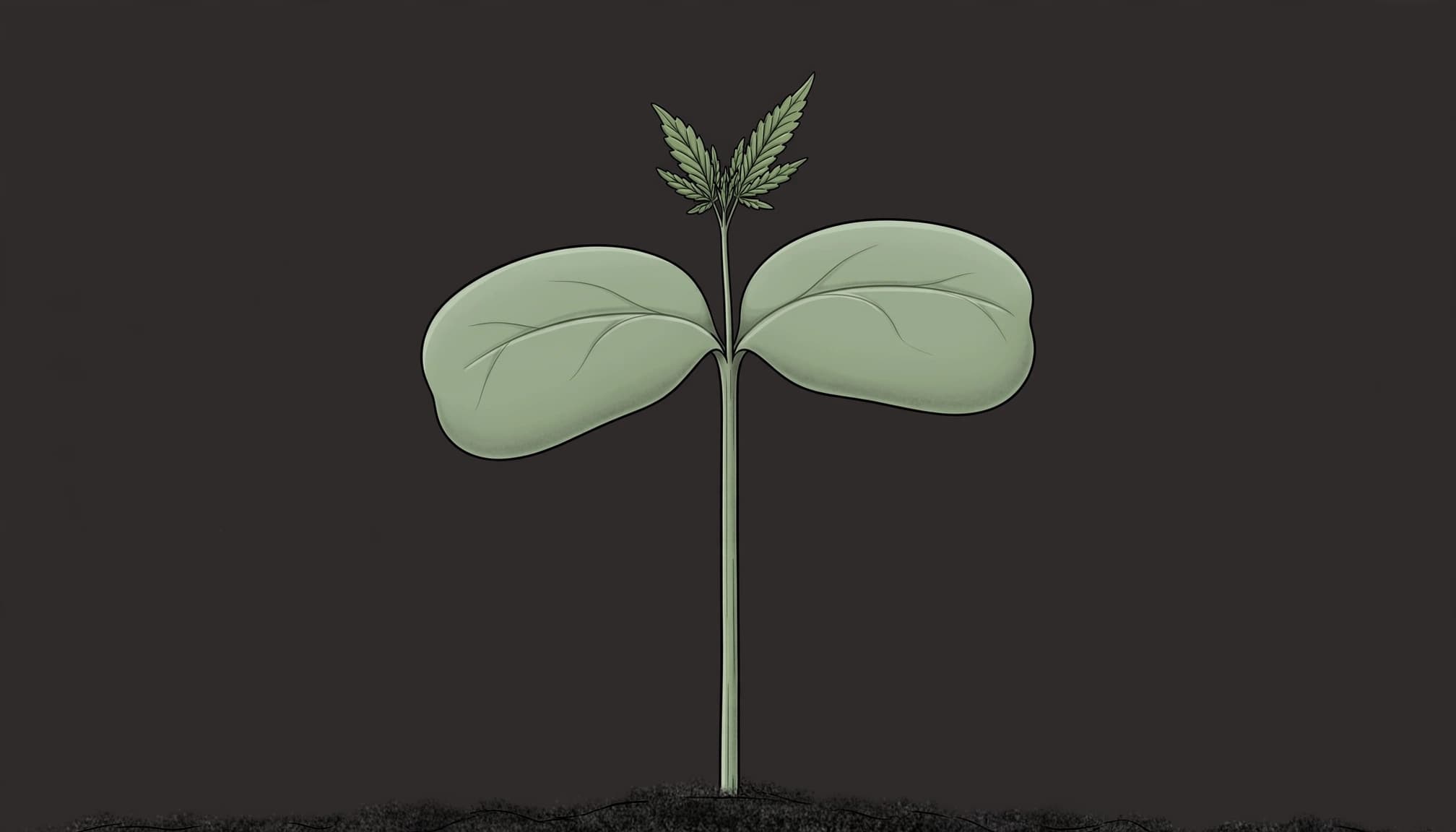 Centered cannabis seedling with rounded cotyledons, tiny serrated leaves, and a thin upright stem.