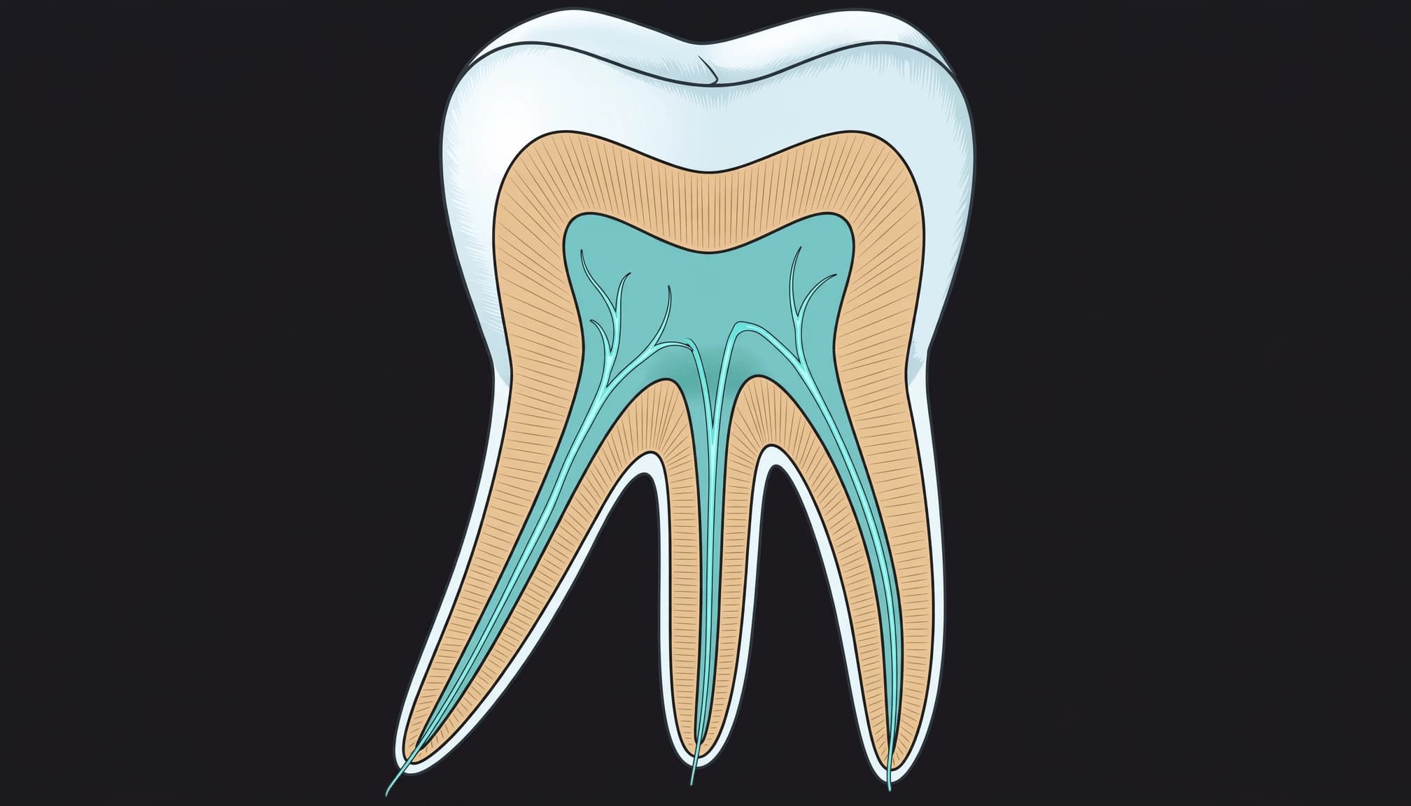 Cross-section of a molar showing its crown and multiple narrow root canals.