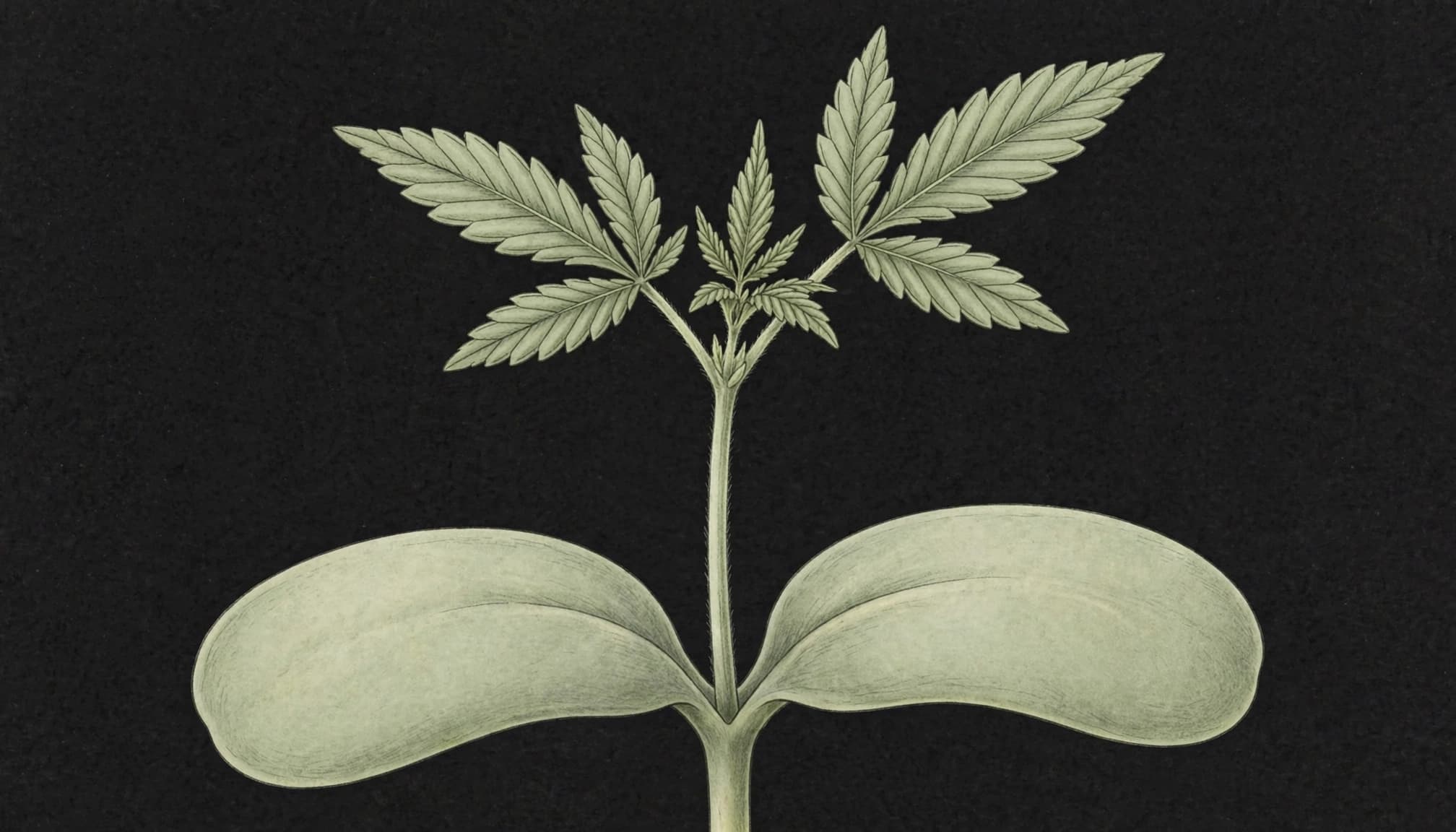 Young cannabis plant with cotyledons and early true leaves on a dark background.