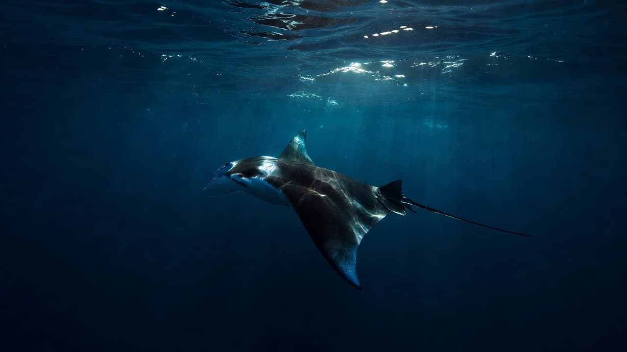 A massive manta ray glides through crystal clear deep blue Hawaiian waters. Sunlight filters down from the surface, creating vibrant cyan highlights that shimmer across the creature's dark, expansive wingspan.