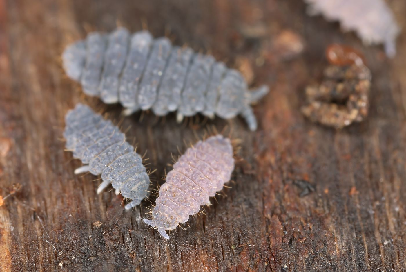 A macro photograph of tiny dark springtails, which are moisture-loving insects, on a damp windowsill.