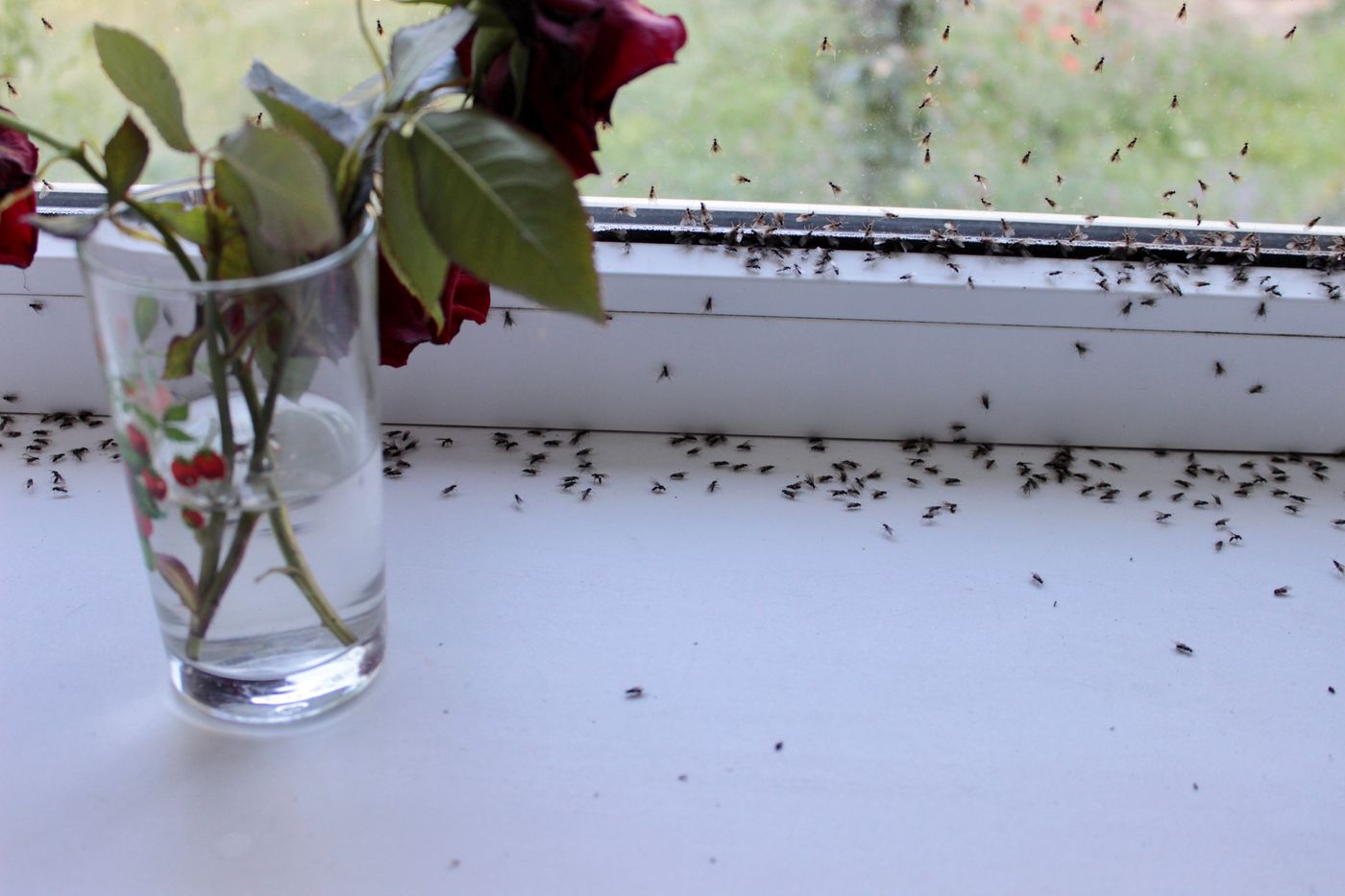 A close-up view of tiny insects congregating on a clean white windowsill