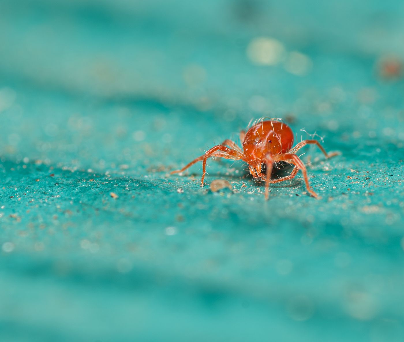 A macro photograph of a red clover mite on a surface.